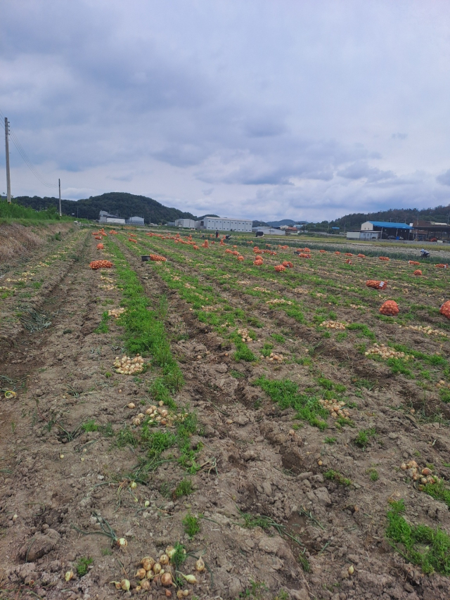 창녕군 대합면의 한 양파논. 상품성이 없는 양파들은 그대로 버려진 상태다. 독자 제공