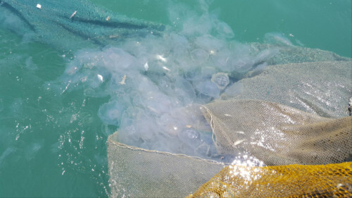 지난해 6월 전남 득량만에 출현한 보름달물해파리. 부산일보DB