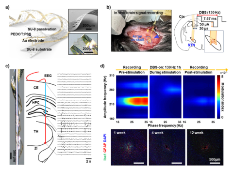 a) 키리가미 구조 기반 초박막 최소침습형 뇌신경 프로브의 임플란트 구조b) 실험용 마우스 두개골 개방 및 프로브 삽입 사진 c) 뇌 신호 기록 위치 및 데이터d) DBS 자극 전·중·후의 주파수-위상 변화 및 장기간 삽입 후 염증 반응 평가