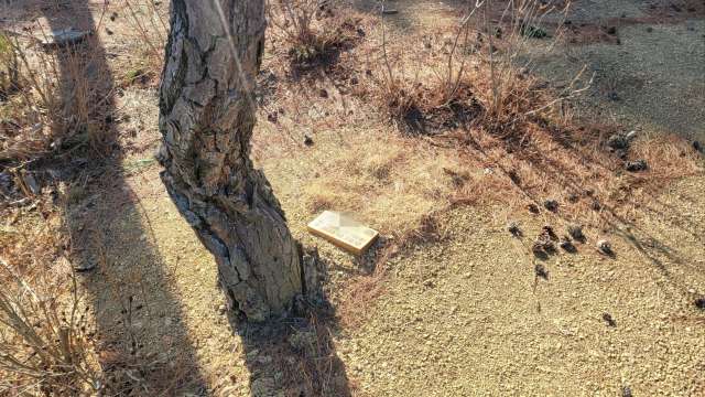 경북 경주시에 조성된 수목장림에 작은 명패가 놓여 있다. 김해시 제공