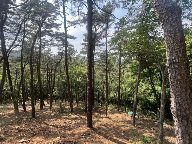 김해 공설 수목장림 예정지. 이경민 기자