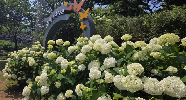 경남 김해시 수안마을 주민들은 오는 20~22일 ‘제8회 수안수국정원축제’를 연다. 사진은 지난 18일 찍은 축제 행사장 모습. 이경민 기자