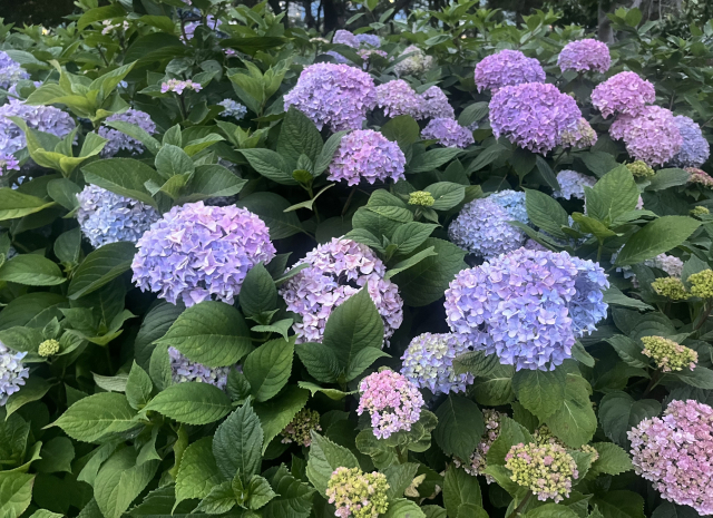 몽글몽글 핀 수국. 이경민 기자