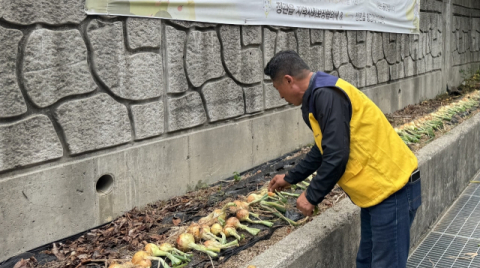 최진호 위원장이 취약계층에 전달하기 위해 직접 재배한 양파를 수확하고 있다.