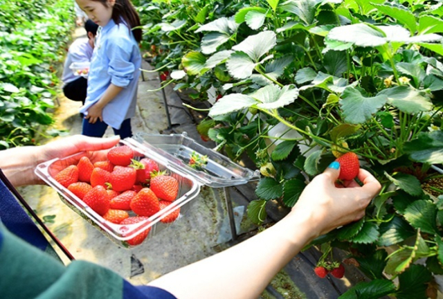 농촌진흥청은 현장 수요에 맞는 정책 서비스를 제공하기 위한 기초자료로 쓰기 위해 ‘농촌관광 실태조사’를 한다. 사진은 농촌체험휴양마을인 경기도 양평 수미마을. 웰촌 홈페이지