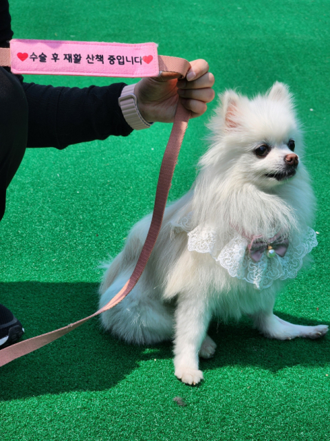 김유진 씨가 키우는 ‘열무’는 ‘수술 후 재활 산책 중입니다’라는 표식을 붙이고 다닌다.