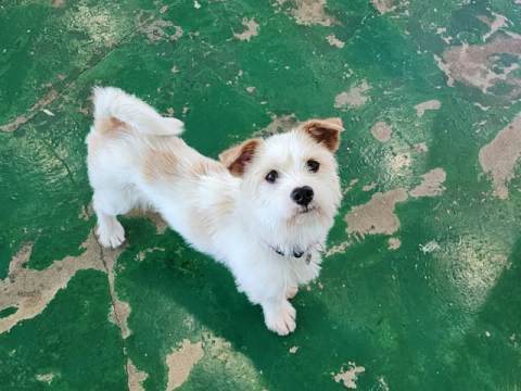 국내 반려견 수는 500만 마리에 육박하고 있다.