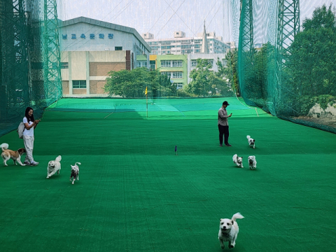 어린 개를 선호하지만 나이가 좀 든 개가 키우기 쉽다.