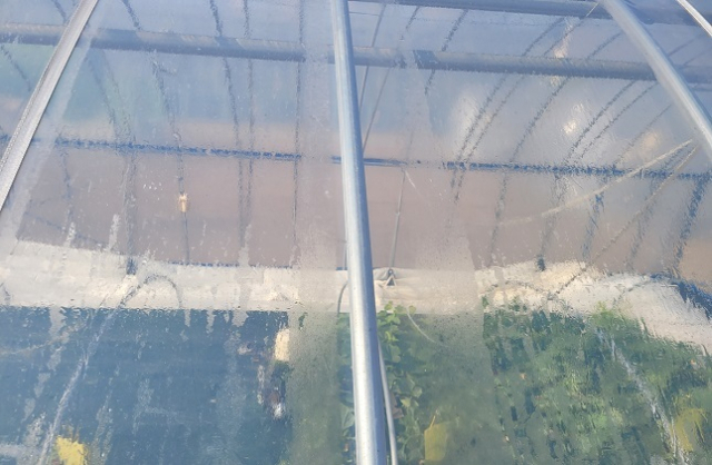 국산 폴리올레핀(PO) 필름. 물방울이 맺히지 않고 흘러내려 빛 투과를 방해하지 않는다. 농촌진흥청 제공