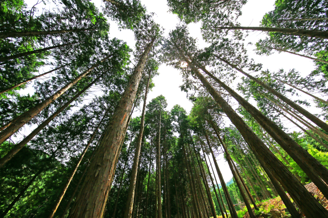 사천 케이블카 자연휴양림 편백림 모습. 알파피넨과 사비넨, 파라시멘 등 성분이 다량 함유돼 있다. 사천시 제공