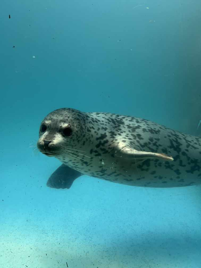 지난 3월 27일 강원도 양양군 해안에서 구조된 어린 점박이물범이 약 3개월간의 집중 치료 끝에 건강을 회복해 지난 25일 강릉 사근진해변 인근 해역에서 방류됐다. 해양수산부 제공