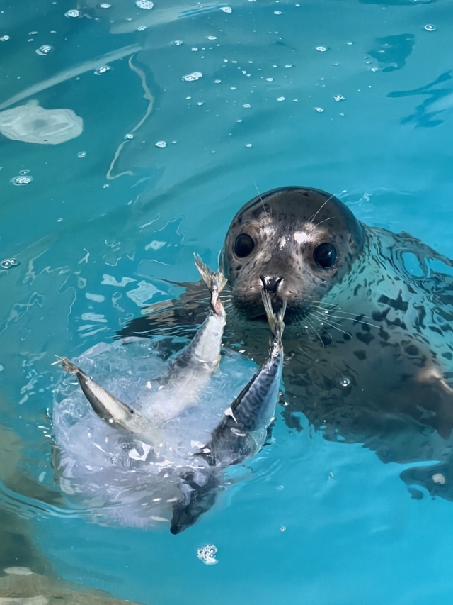 지난 3월 27일 강원도 양양군 해안에서 구조된 어린 점박이물범이 약 3개월간의 집중 치료 끝에 건강을 회복해 지난 25일 강릉 사근진해변 인근 해역에서 방류됐다. 해양수산부 제공
