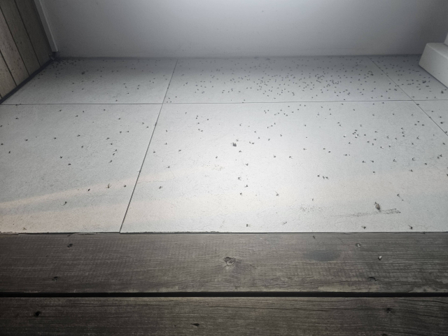 울산 동구 전하동 한 건물에 날개미 사체가 즐비하다. 동구보건소 제공