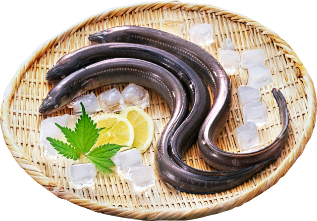 7월 이달의 수산물로 선정된 붕장어. 해수부 제공