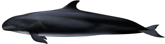 7월 이달의 해양생물로 선정된 흑범고래. 해수부 제공