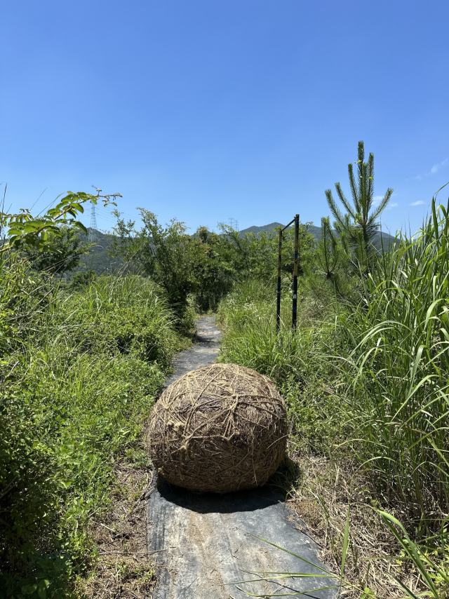 부산 기장군 정관읍 두명마을 밖_앝에서 열리고 있는 기획전 '공생물성' 전시 모습. 사진은 오미자 그룹의 '共 굴리기'. 김은영 기자