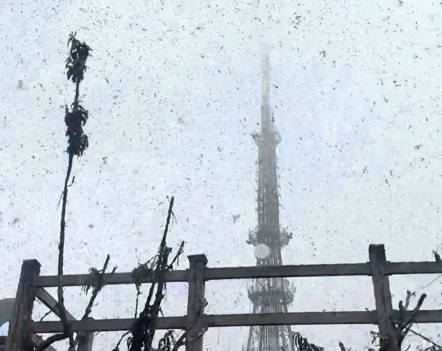 지난달 29일 오전 인천시 계양구 계양산 정상에서 ‘러브버그’로 알려진 붉은등우단털파리가 날아다니고 있다. 연합뉴스