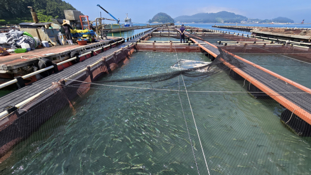 한낮 체감온도가 35도에 육박한 6일 통영시 산양읍 해상 가두리 양식장에서 어민들이 사료를 공급하고 있다. 김민진 기자