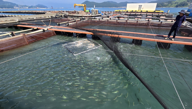 한낮 체감온도가 35도에 육박한 6일 통영시 산양읍 해상 가두리 양식장에서 어민들이 사료를 공급하고 있다. 김민진 기자
