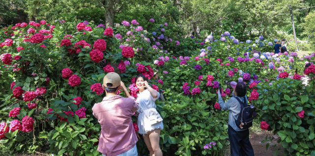 6일 부산 영도구 태종대 내 태종사에서 관광객들이 활짝 핀 수국을 감상하고 있다. 올해 영도 수국꽃 문화축제는 13일까지 태종대유원지 태종사 일대에서 열린다. 30여종 4천여 그루의 수국이 장관을 이루는 수국 축제는 지난 2006년 시작해 2019년까지 열리다 코로나 팬데믹에 이어 가뭄으로 꽃의 생육 상태까지 나빠져 5년간 중단됐다. 김종진 기자 kjj1761@