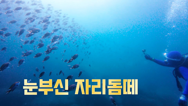 ‘2024년 섬 여행 영상공모전’에서 대상을 수상한 <울릉도 수중 탐험, 푸른 바다 속으로>(담찌부부, 김연지). 해수부 제공