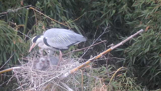 울산 태화강 대숲에 왜가리 새끼 3마리가 태어나 어미 새의 보살핌을 받고 있다. 울산시 제공