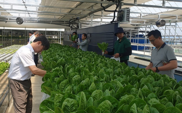 농림축산식품부와 코트라는 10월 27일부터 30일까지 세르비아 베오그라드와 루마니아 부쿠레슈티에서 ‘2025 동유럽 케이(K)-스마트팜 로드쇼’를 개최한다고 26일 밝혔다. 사진은 우리나라 스마트팜 모습. 연합뉴스