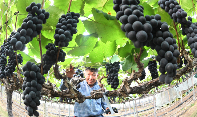 8일 오전 경남 거창군 거창읍 정장리 이윤오(54) 씨 농장에서 여름 포도 품종인 캠벨얼리 첫 수확이 이뤄졌다. 정장리는 밤과 낮의 일교차가 커 포도 재배지로선 최적의 환경을 갖췄으며, 특히 황토밭에서 재배해 다른 지역 포도에 비해 당도가 높고 색과 향이 뛰어나다. 거창군 제공
