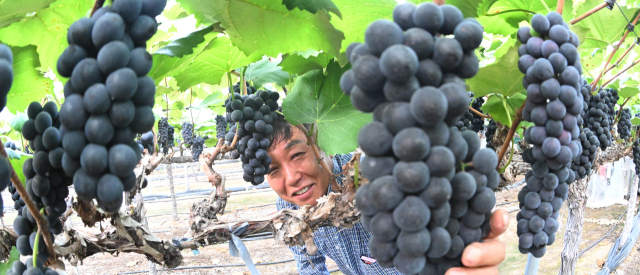 8일 오전 경남 거창군 거창읍 정장리 이윤오(54) 씨 농장에서 여름 포도 품종인 캠벨얼리 첫 수확이 이뤄졌다. 정장리는 밤과 낮의 일교차가 커 포도 재배지로선 최적의 환경을 갖췄으며, 특히 황토밭에서 재배해 다른 지역 포도에 비해 당도가 높고 색과 향이 뛰어나다. 거창군 제공