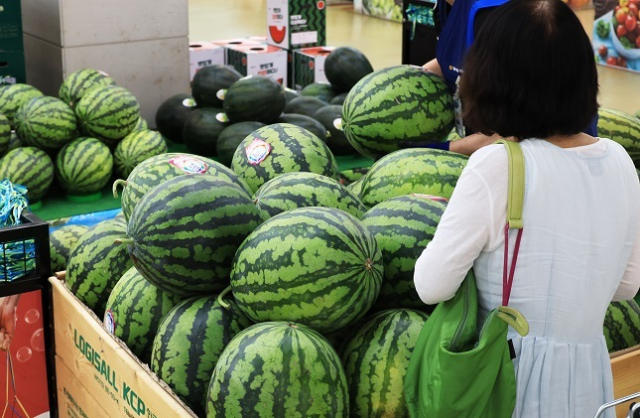 10일 서울 서초구 양재동 하나로마트에서 시민이 수박을 고르고 있다. 수박가격은 최근 1주일새 급등했다. 연합뉴스