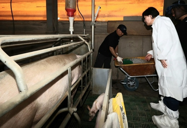 송미령 농식품부 장관이 충남 홍성의 한 양돈농가에서 농장주가 폭염에 시달리는 돼지들에게 얼음을 주는 모습을 살펴보고 있다. 농식품부 제공