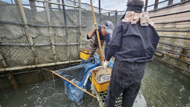 지족해협의 한 죽방렴. 어민들이 전통적인 방식으로 멸치를 잡고 있다. 김현우 기자