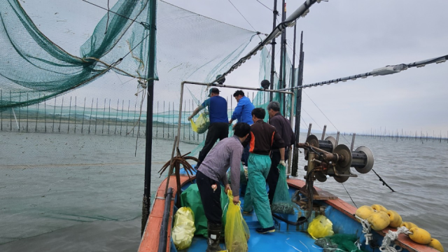 내년 1월부터는 어업인들이 거주지와 가까운 읍·면·동 행정복지센터에서도 어업경영체 등록 관련 민원을 신청할 수 있게 된다. 사진은 함평만 낙지 이식 현장(산란·서식장에 어미낙지 이식). 수산자원공단 제공