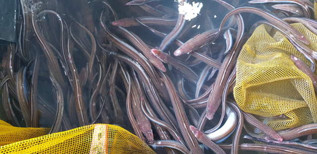 근해통발수협 위판장에서 붕장어 경매 준비가 한창이다. 김민진 기자
