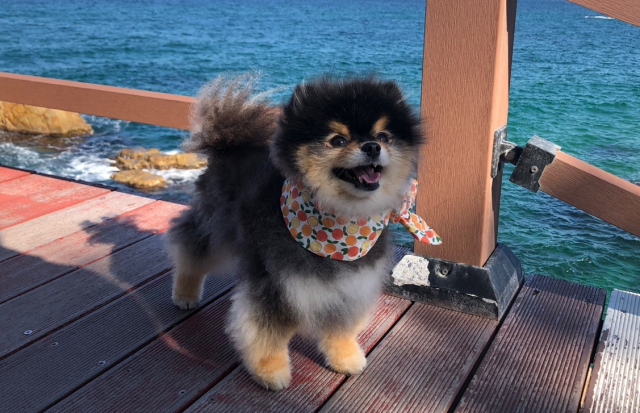 반려견도 사랑을 느낄까? <개의 뇌과학> 저자는 개가 사람의 칭찬, 냄새, 언어 신호에 반응할 때 도파민 수용체가 풍부한 뇌 영역이 활성화된다고 설명했다. 독자 제공