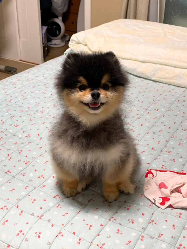 <개의 뇌과학> 저자는 개가 사람의 칭찬, 냄새, 언어 신호에 반응할 때 도파민 수용체가 풍부한 뇌 영역이 활성화된다고 설명했다. 독자 제공