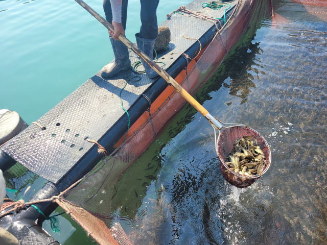 해양수산부는 여름철 고수온에 의한 양식어류 피해를 최소화하기 위해 지난 23일 전남 여수시에서 조피볼락(우럭)을 대상으로 올해 첫 긴급방류를 실시했다. 해수부 제공