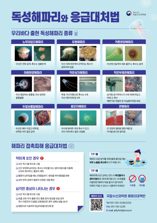 독성해파리와 응급대처법. 해수부 제공