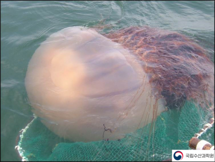 노무라입깃해파리. 국립수산과학원 제공