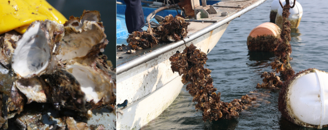 지난해 여름 고수온에 이은 빈산소수괴 발생으로 떼죽음 피해가 발생한 고성 굴 양식장. 고성군 제공