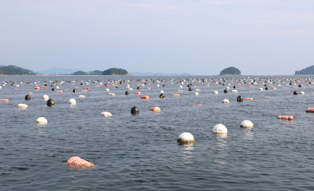지난해 여름 고수온에 이은 빈산소수괴 발생으로 떼죽음 피해가 발생한 고성 굴 양식장. 고성군 제공