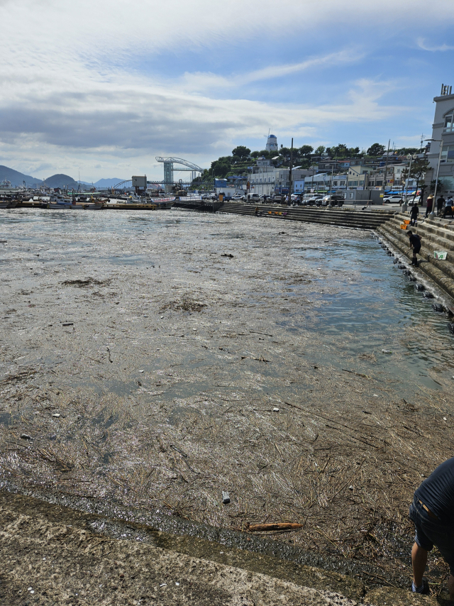 경남 사천시 삼천포항을 덮은 해양쓰레기. 사천에만 1100t이 넘는 해양쓰레기가 밀려온 곳으로 추정된다. 사천시 제공