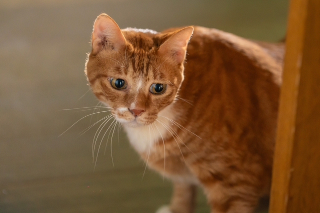 원작 웹툰에서도 인기를 끈 ‘애용이’ 캐릭터를 연기한 고양이는 감초 역할을 제대로 해냈습니다. 다만 고양이를 신스틸러로 활용하는 영화가 워낙 많다 보니 기시감이 들기도 합니다. 뉴(NEW)·스튜디오N 제공