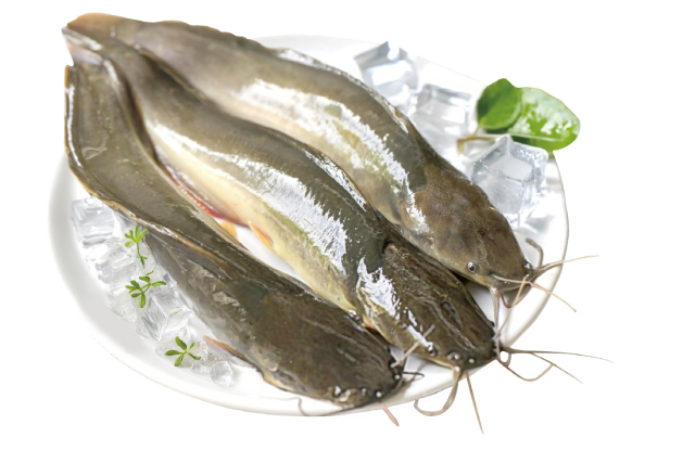 8월 이달의 수산물로 선정된 메기. 해수부 제공