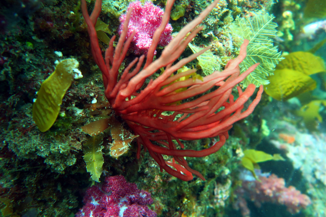 8월 이달의 해양생물로 선정된 자주비로드(출처 강정찬). 해수부 제공