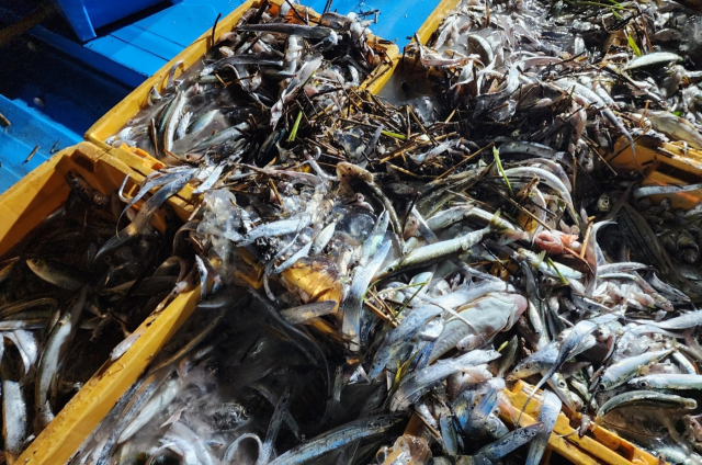 거제시 연안이 지난 집중호우 때 떠밀려 온 각종 해양 쓰레기로 몸살을 앓고 있다. 지역 어민들이 어선을 동원해 쓰레기를 수거하고 있다. 낙동강어업피해대책위원회 제공