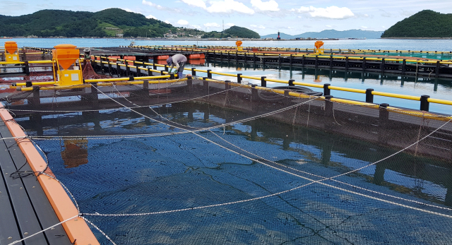 연인 기승인 폭염에 경남 남해안도 달아 오르고 있다. 경남권 최대 양식 활어 산지인 통영시 산양읍 한 양식장에서 고수온 대응을 위해 양식장 수조 위에 차광막을 씌우고 있다. 김민진 기자