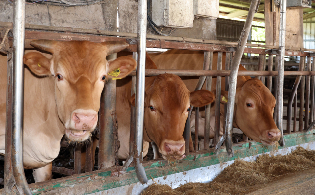한미 관세협상이 타결된 지난달 31일, 전북 정읍시 북면의 한 한우농가에서 소가 여물을 먹고 있다. 이날 정부는 