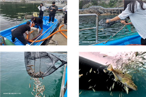 쥐노래미 종자 방류 모습. 수산자원공단 제공