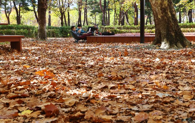 부산시민공원을 찾은 시민들이 낙엽이 쌓인 기억의 숲에서 책을 읽으며 여유로운 휴일을 보내고 있다. 정종회 기자 jjh@